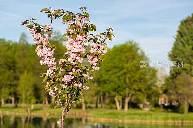 日本樱(Prunus serrulata)树在Ajka划船湖附近